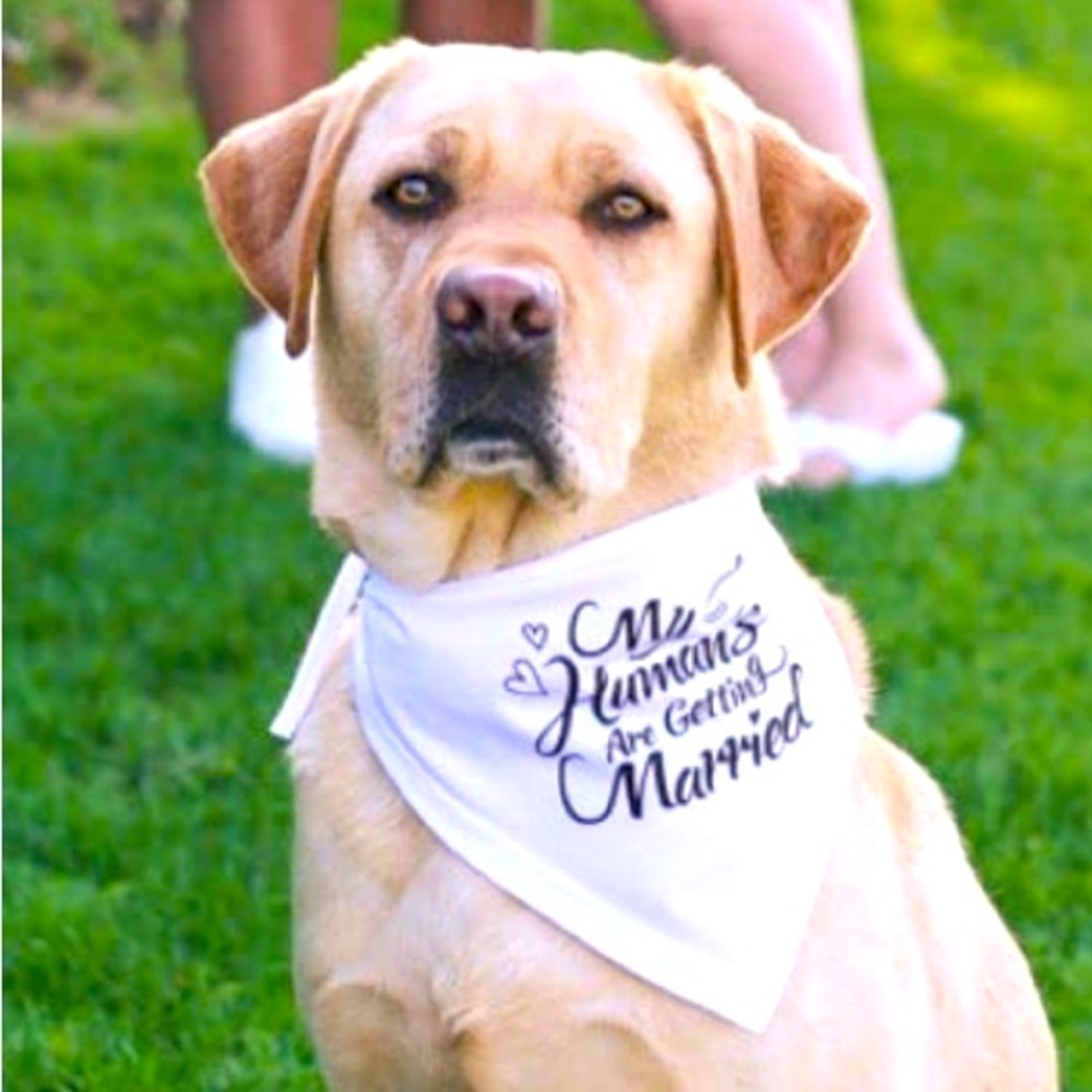 Pet Wedding Neck Kerchief